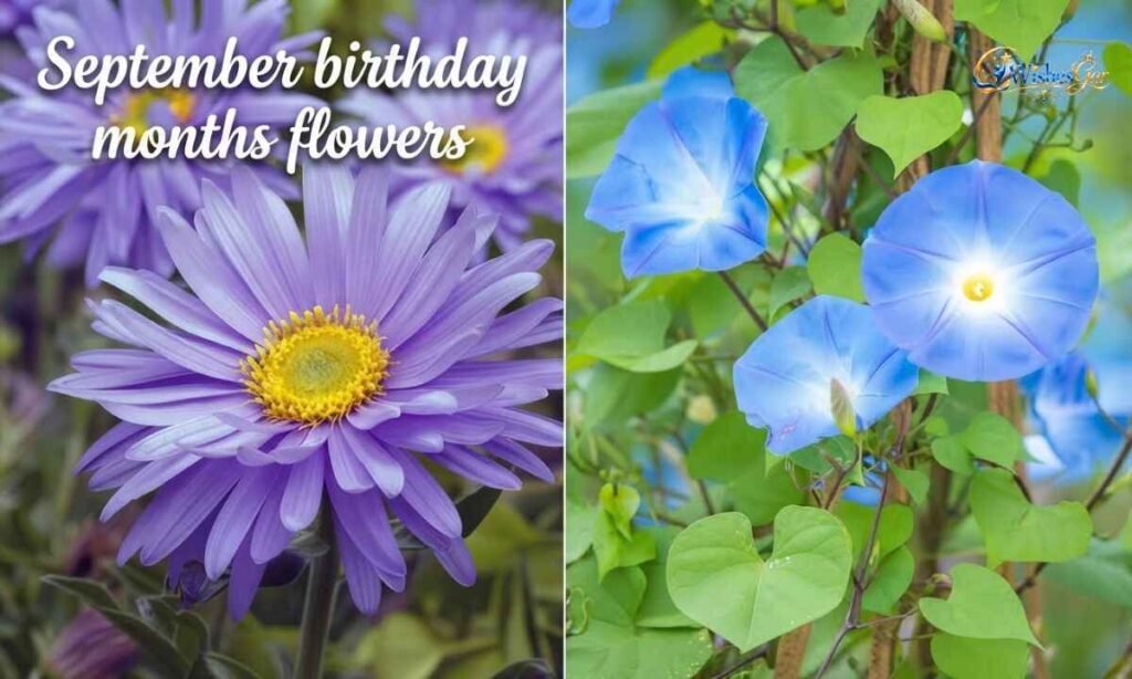 Birthday Months Flower
