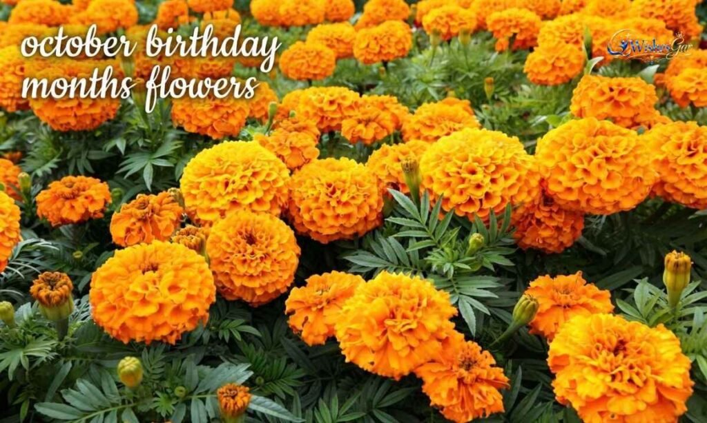 Birthday Months Flower